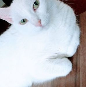 Meet your Posher, Dora